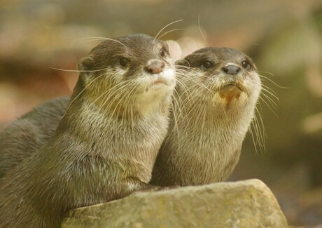 Ottertjes