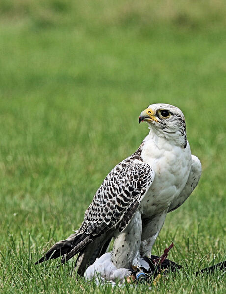 Roofvogelshow