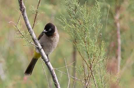 Arabische Buulbuul