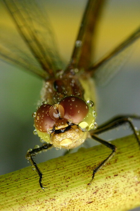 Raindrops