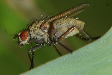 m'n eerste macrofoto