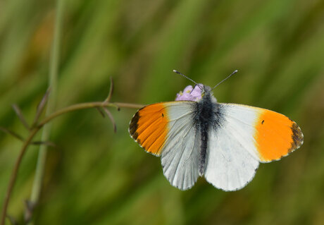 Anthocharis Cardamines (Oranjetipje)