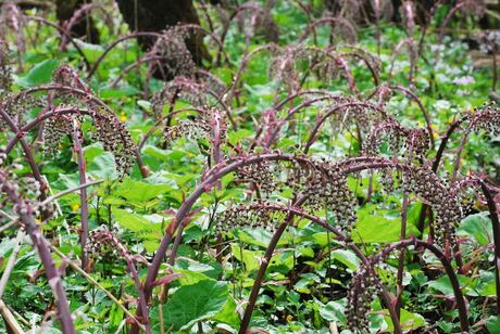 exotische bloemen ?