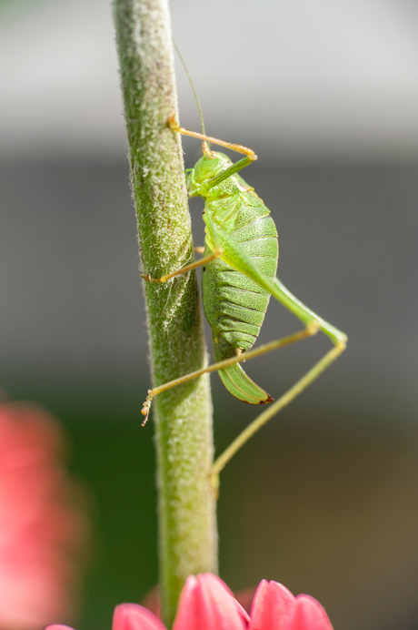 Groene struiksprinkhaan