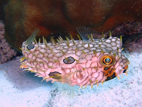 Puffer fish