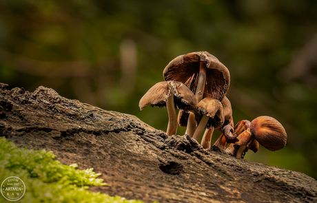 Wonderful autumn forest