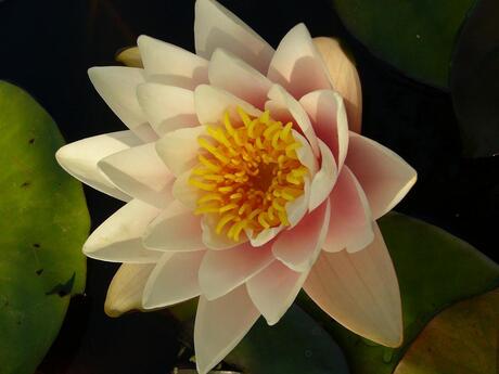 Waterlelie