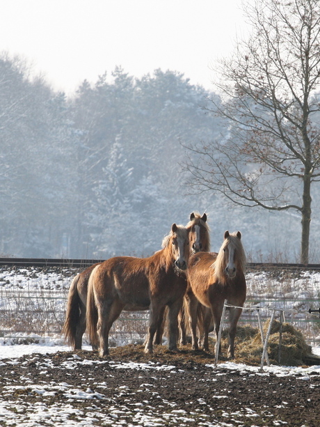 nieuwsgierige paarden!