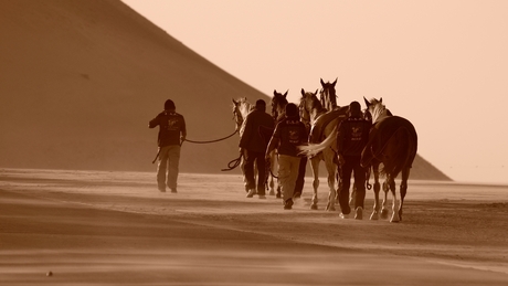 Wind, dust, horses in Sephia