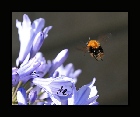 Landing ingezet