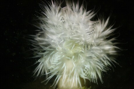 Zeeanjelier bij nacht