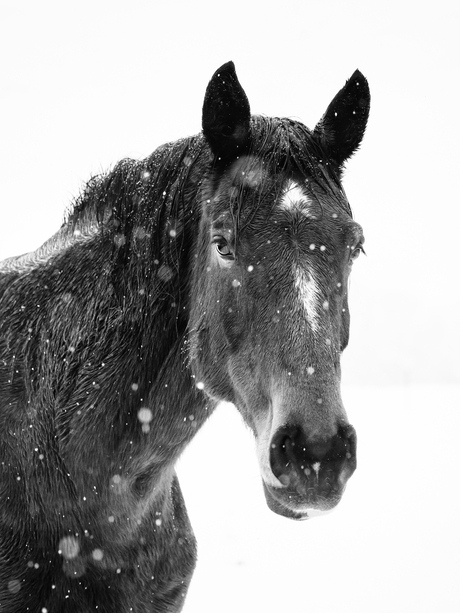 Winter Horse