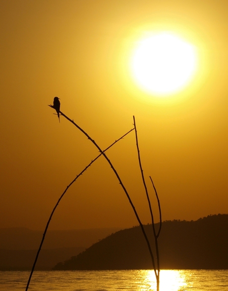 Vogeltje geniet van zonsopgang