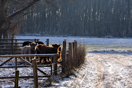 Schotse Hooglanders in de sneeuw