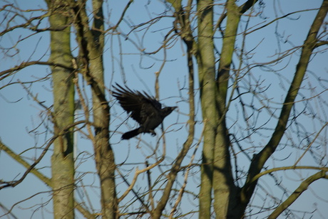 Vliegende vogel