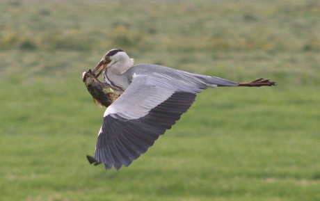 Reiger met zeelt