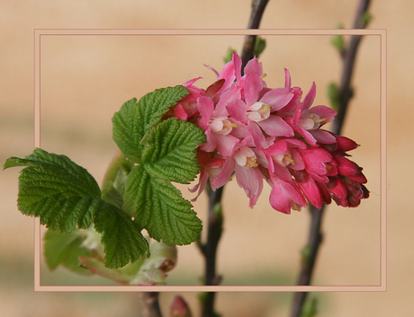 Ribes