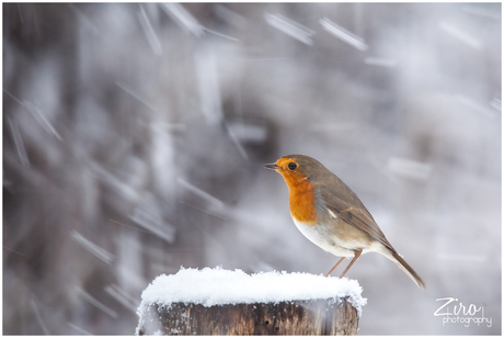 Robin in de sneeuw