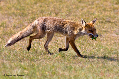 Fox on the hunt II