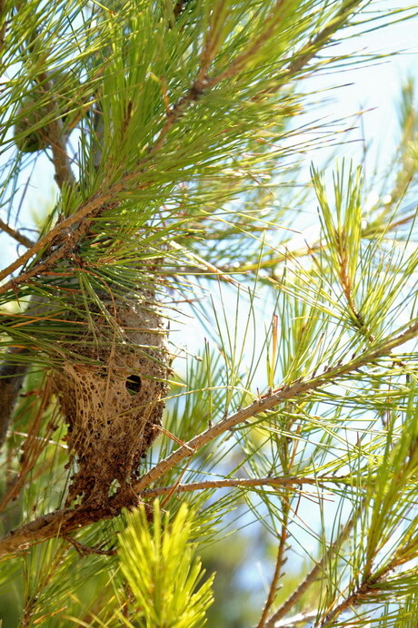 Nest