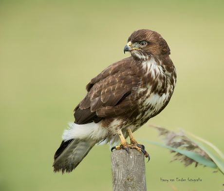 Buizerd