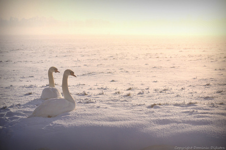 Snowy Sunrise