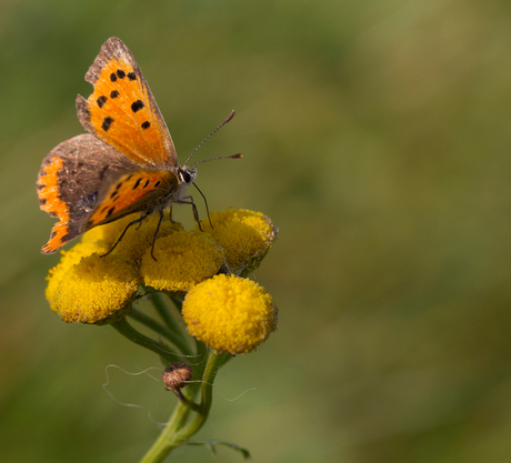 Vuurvlinder op boerenwormkruid 2