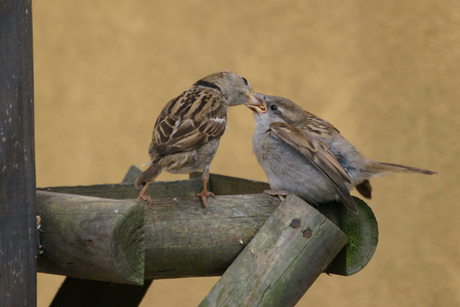 Moeder met jonge huismus