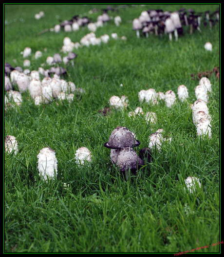 Paddenstoelen