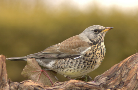 kramsvogel