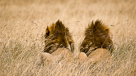 2 broertjes leeuwen in Ngorogoro krater