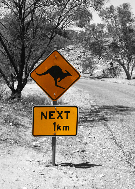 Kangaroo-roadsign