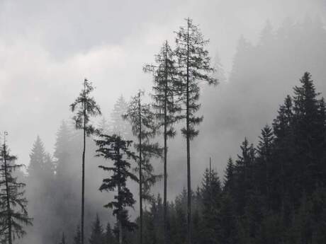 Mysterieuze bossen in Oostenrijk