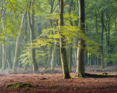 Dancing in the Light