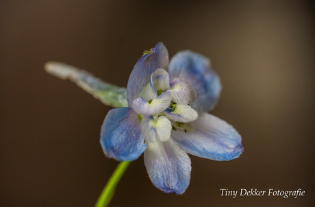 Delphinium (Ridderspoor)