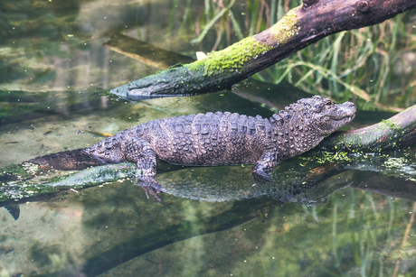 Wildlands, Emmen