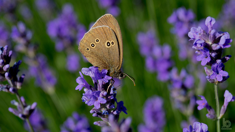 Vlinder op de lavendel