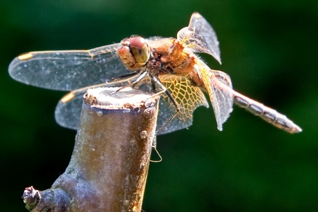 Libelle aan het zonnen