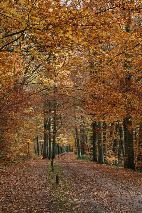 herfst in delden