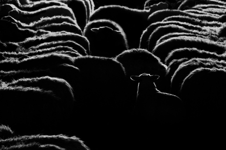 Zwart schaap
