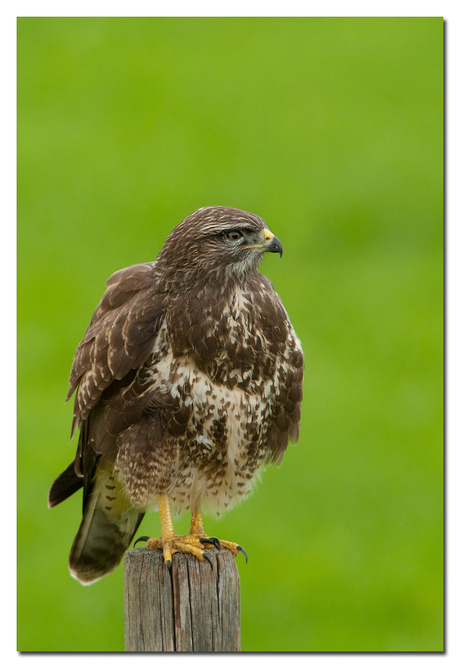 Buizerd