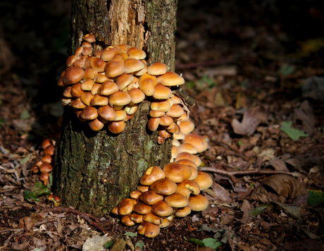 diep in het bos