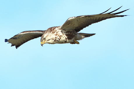 Buizerd