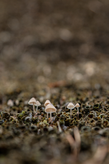 Paddestoelen op verboden terrein