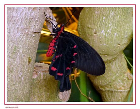 Butterfly nr2