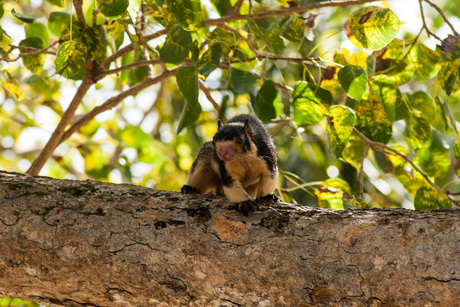 Ratufa Macroura