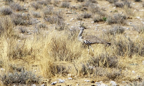 secretarisvogel