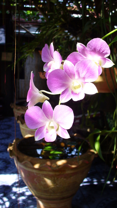 Orchidee