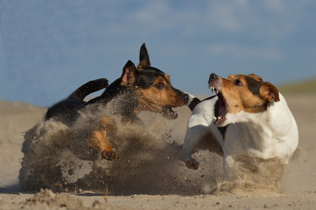 Jack Russell Terriers