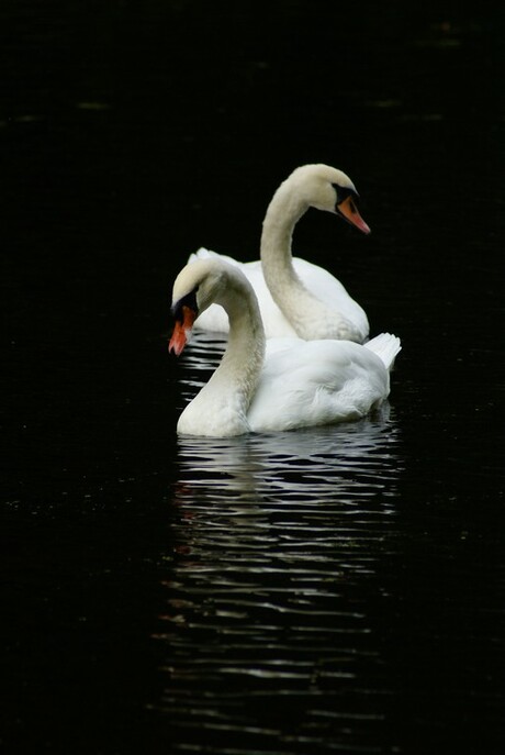 Zwanen op het water...